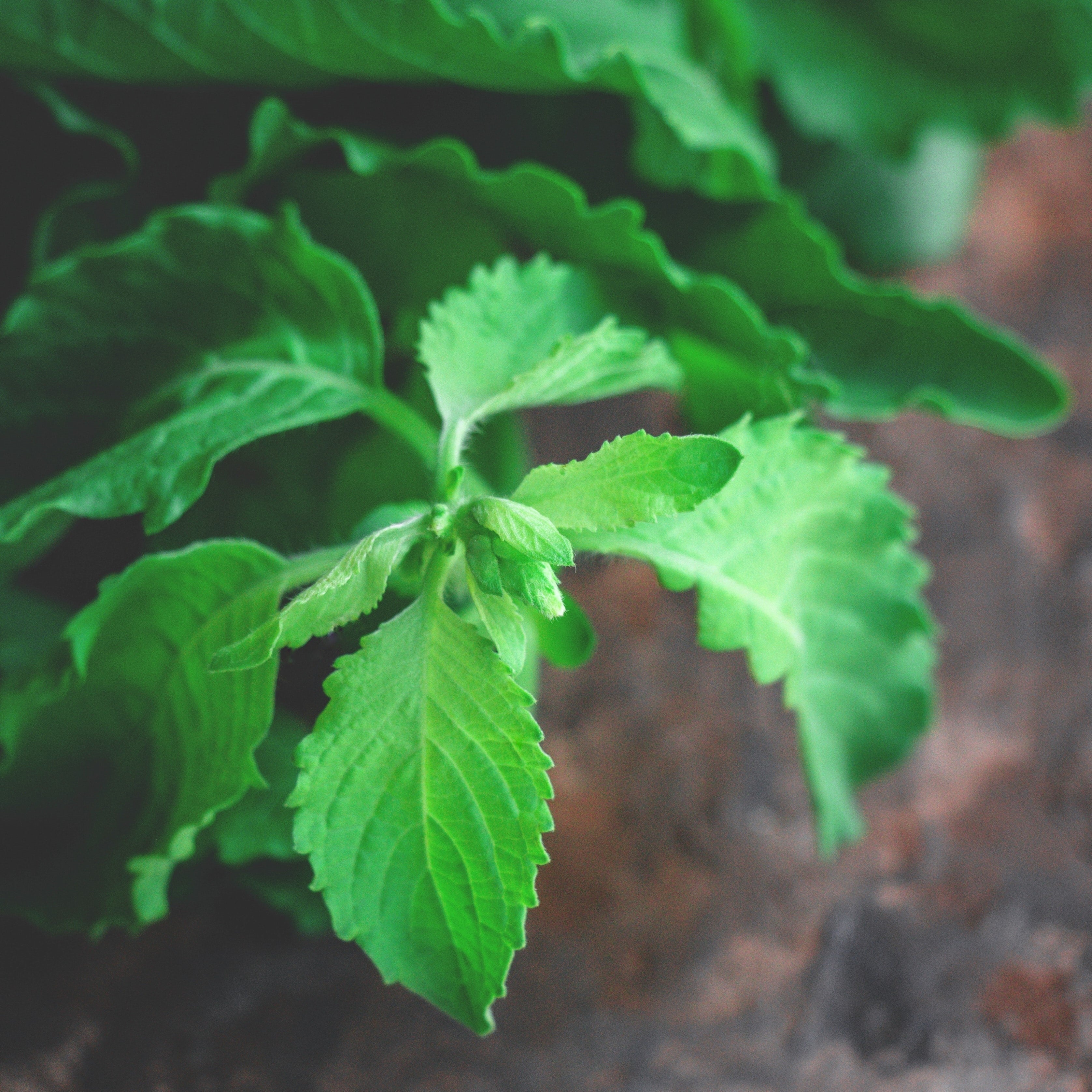 WHAT YOU NEED TO KNOW ABOUT HOLY BASIL TULSI Akshar herbs and