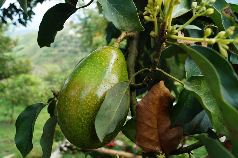 The Ultimate Guide to Avocado Leaves: Uses, Recipes, and Health Benefits