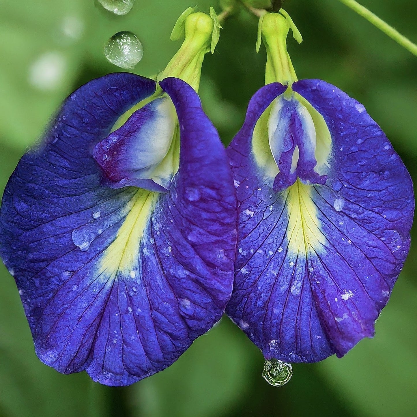 Butterfly pea flowers