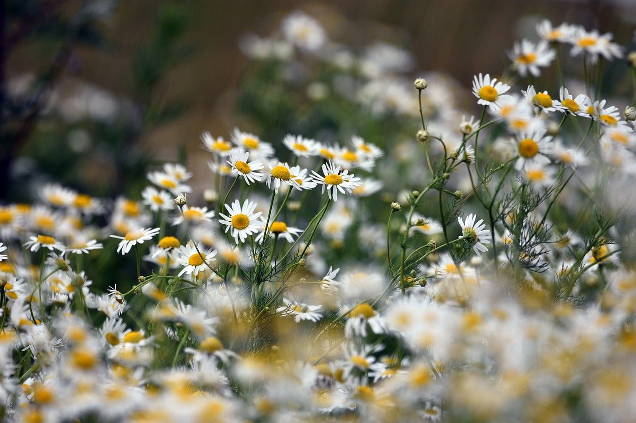 The Power of Chamomile Tea: Does it Make You Sleepy and Is it Good for You?