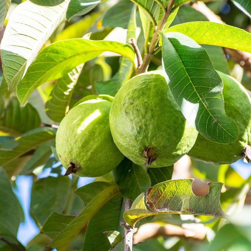 5 Health Benefits of Guava Leaves You Should Know