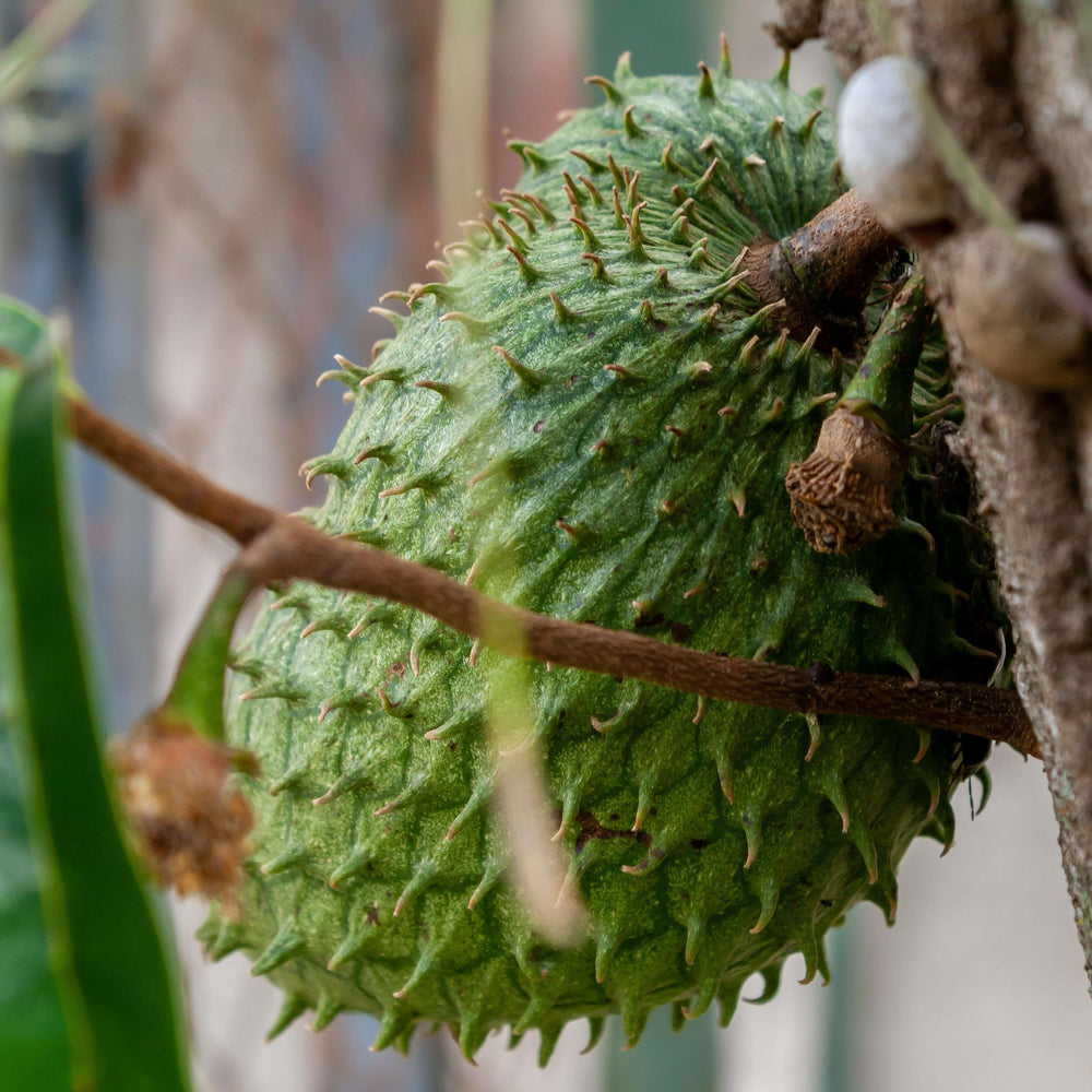 Unlocking the Secrets of Soursop Leaves: Uses, Benefits, and Everything You Need to Know