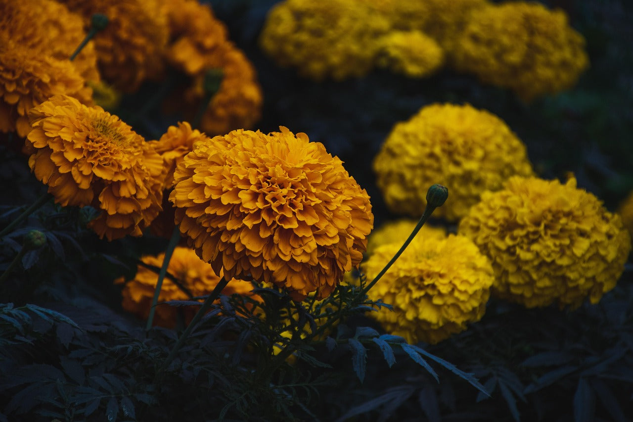 Sunny Marigold Rice: A Dish with Elements of Culture and Color.