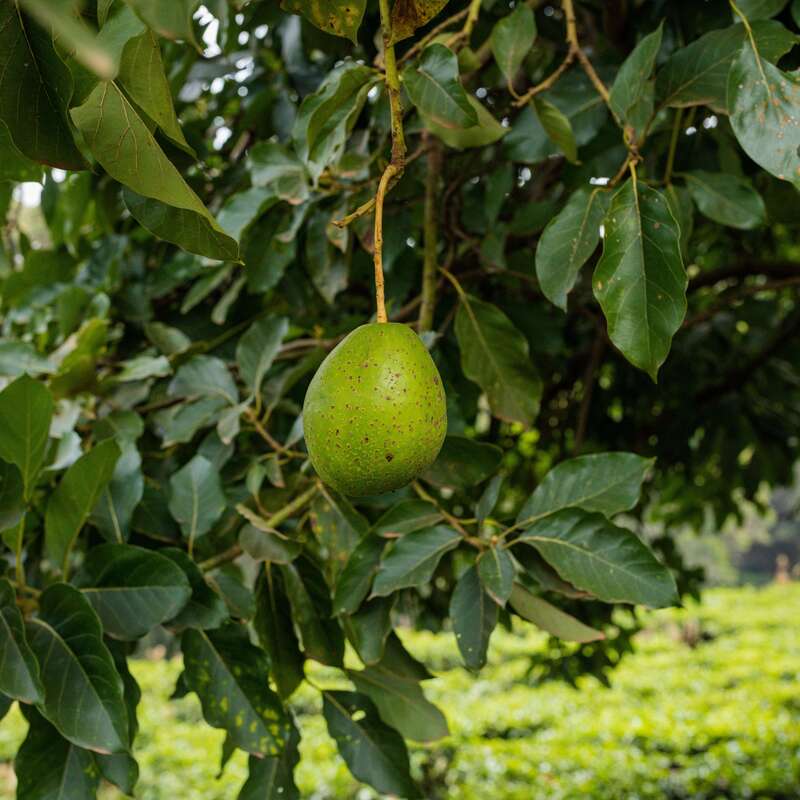 Unlock the Hidden Benefits of Avocado Leaves