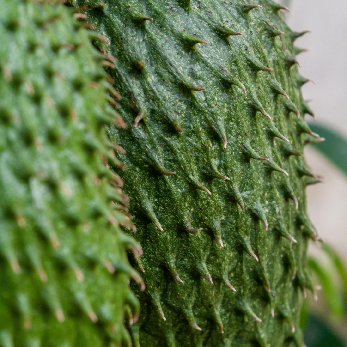 Dried Soursop Leaves Recipes for Self-Care: Tea, Smoothies & More