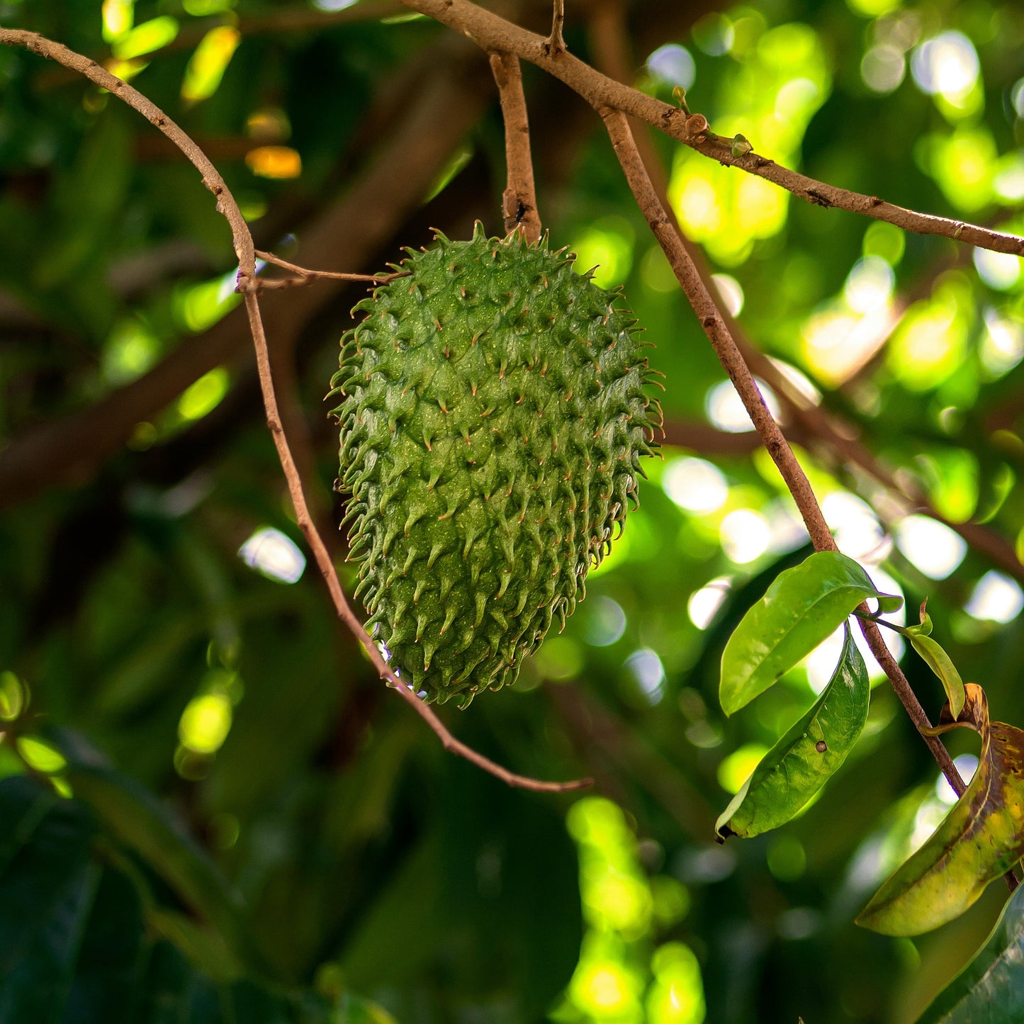 SOURSOP LEAVES: NATURE'S IMMUNE-BOOSTING MARVEL