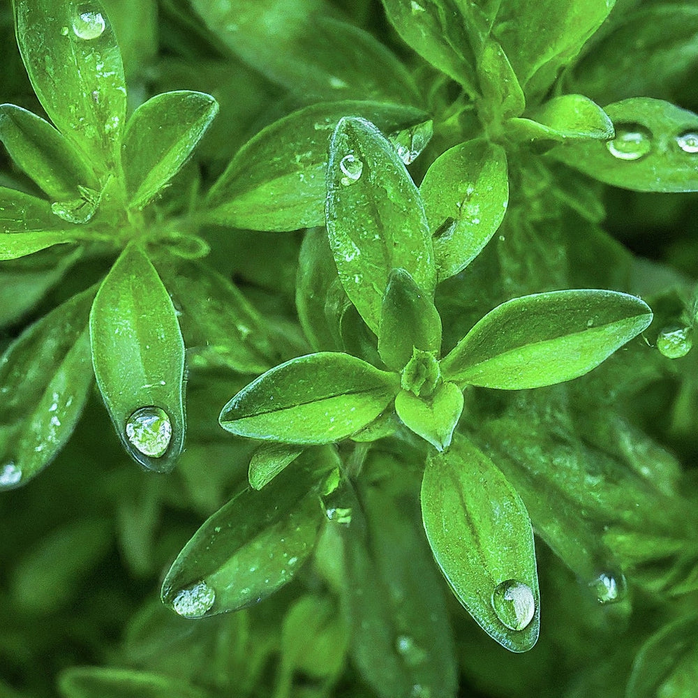 DISCOVER THE VERSATILITY AND HEALTH BENEFITS OF SUMMER SAVORY