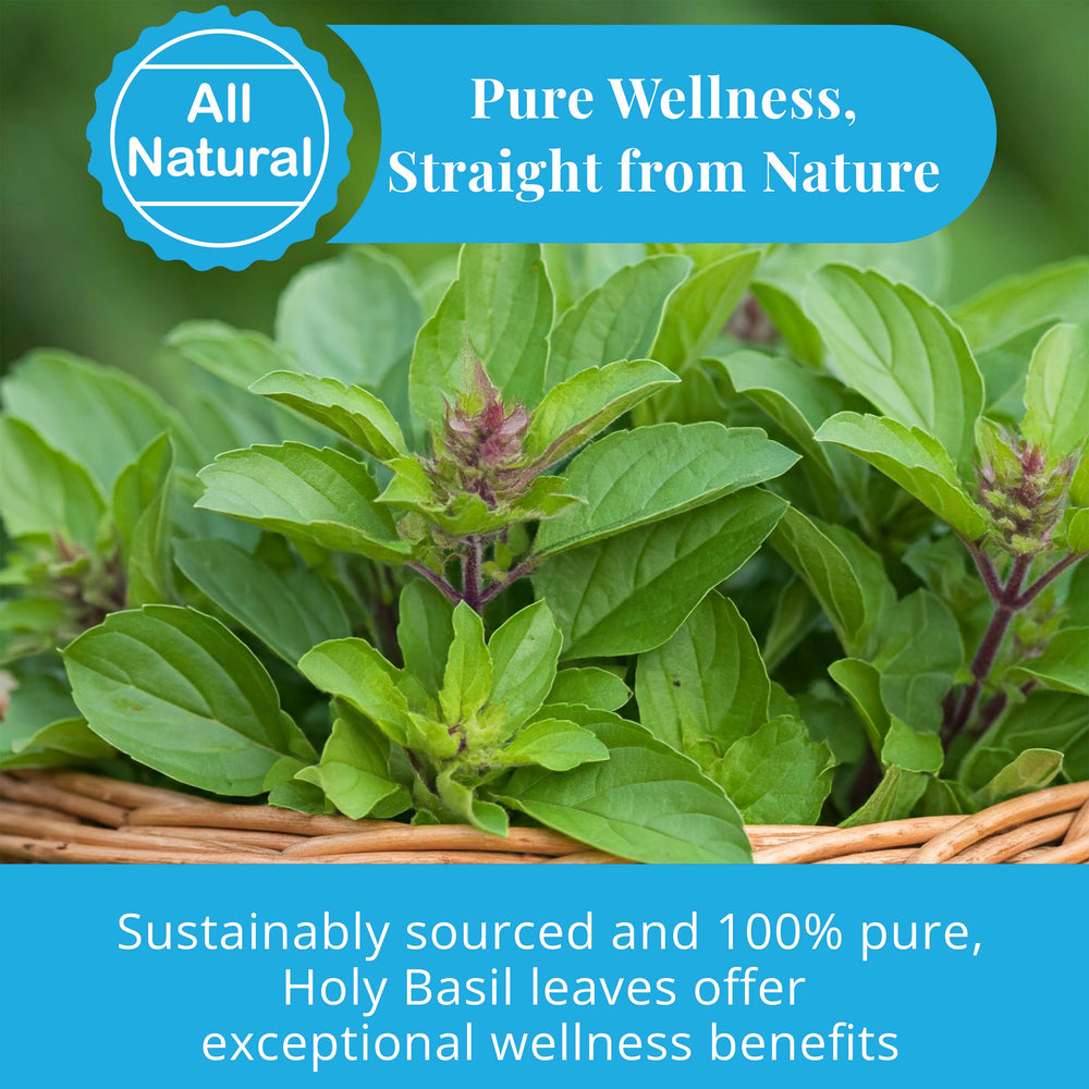 
                      
                        Akshit Holy Basil Leaves (Tulsi Tea) - Non-GMO, Caffeine-Free, 2.6 oz (75g) - Pack of 3
                      
                    