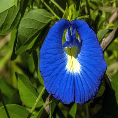 WONDERS OF BUTTERFLY PEA FLOWERS AND BLUE LOTUS