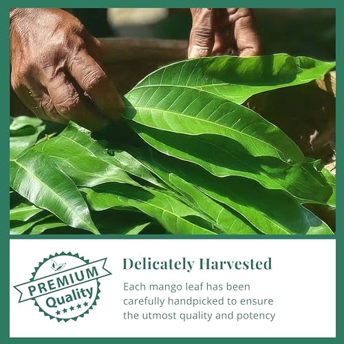 
                  
                    Akshit Dried Mango Leaves | Natural  Dried Mango Leaves Tea, Herbal Tea, Caffeine-Free, Non-GMO, Vegan, Gluten-Free, 2.6 oz. (75 gm), Loose Leaf Tea.
                  
                