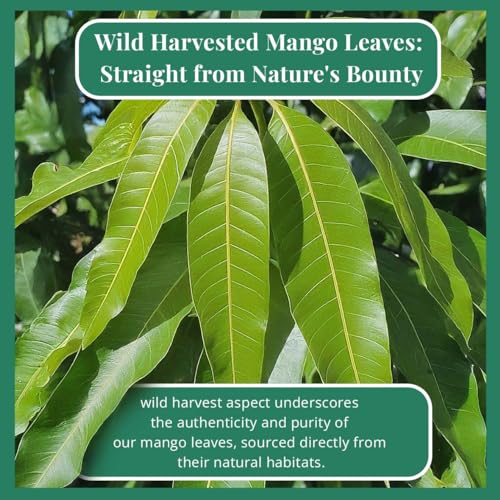 
                  
                    Akshit Dried Mango Leaves | Natural  Dried Mango Leaves Tea, Herbal Tea, Caffeine-Free, Non-GMO, Vegan, Gluten-Free, 2.6 oz. (75 gm), Loose Leaf Tea.
                  
                
